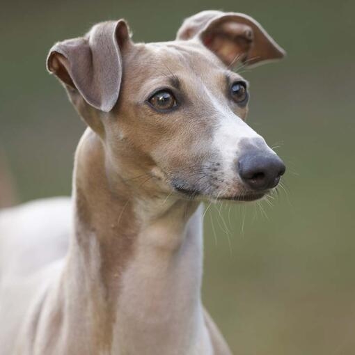 Jill Jack Russell Terrier Purina UK